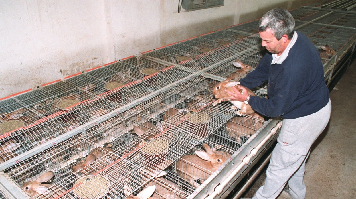 Sin márgenes para el conejo