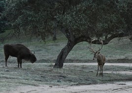 El bisonte europeo vuelve a España a pastar en libertad en la Sierra de Andújar