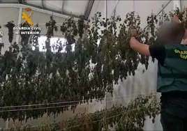La Guardia Civil desmantela en Aljaraque un cultivo de 8.000 plantas de marihuana