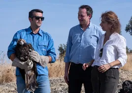 Medio Ambiente libera a un águila imperial recuperada en el CREA tras recibir un disparo