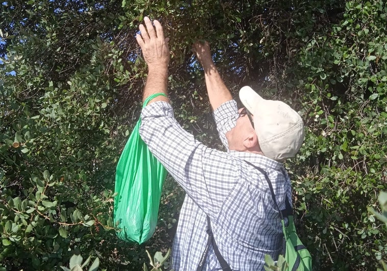 ARBA recolecta 50 kilos de bellotas en el encinar próximo al parque comercial La Abadía