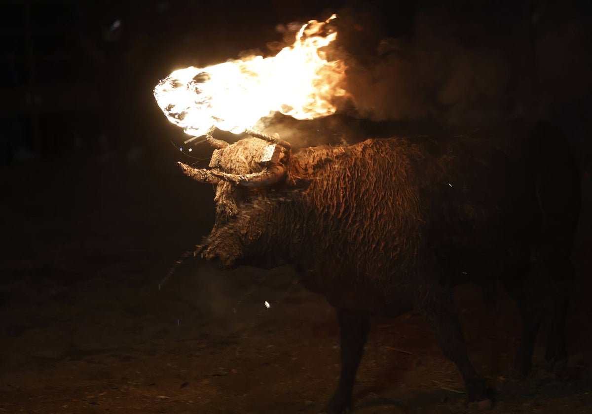 Celebración del Toro Jubilo, en una imagen de archivo