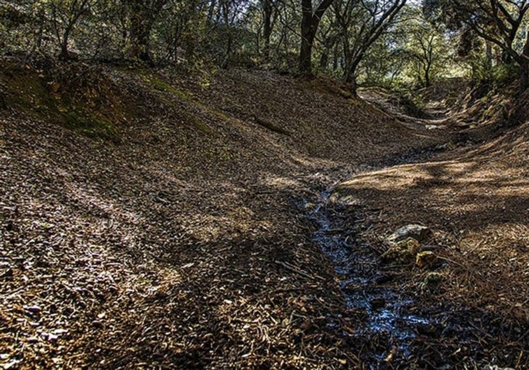 Convenio municipal con la asociación ARBA para la reforestación de la Fuente del Moro en Toledo