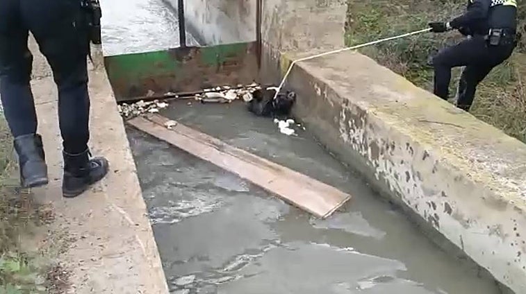 Rescatan a un jabalí a punto de morir ahogado en una acequia de Rojales