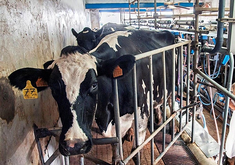 El precio récord de la leche no evita el cierre de más de seis granjas al mes en Castilla y León