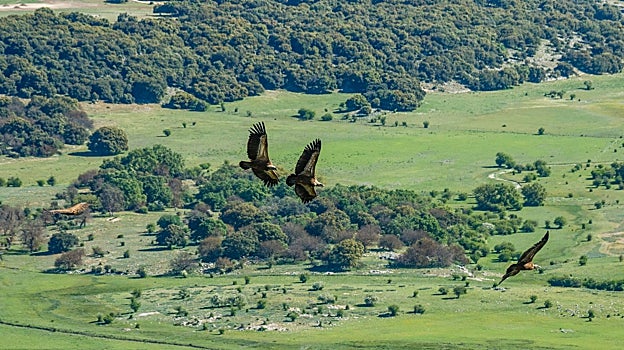 Aves sobrevolando la zona de La Nava en Cabra