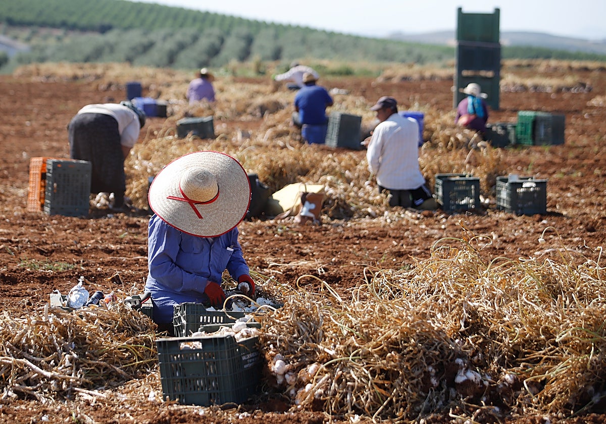 La falta de agua merma de manera importante la superficie hortícola en Córdoba