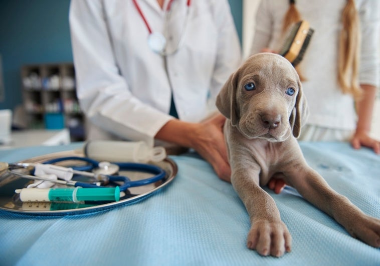 Los veterinarios cuestionan los test de ADN canino para acabar con las heces de perros en las calles