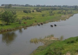 La Audiencia fija el juicio de la mina de Aznalcóllar para marzo de 2025