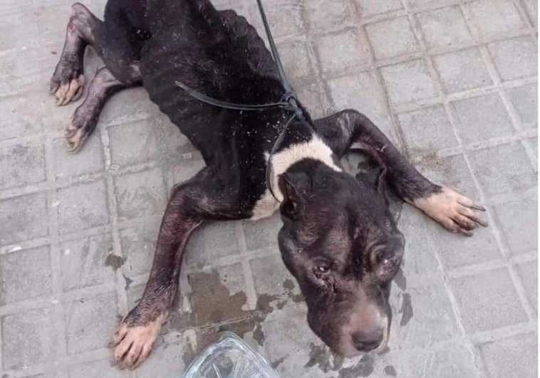 Seis meses de cárcel por maltratar, dejar ciego y abandonar a su perro en un supermercado en Valencia