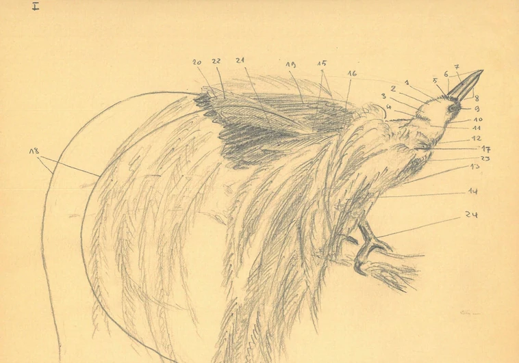 Hallado un cuaderno de dibujos de aves de Aguirre  que «ahonda en la personalidad» del 'padre' de Atapuerca
