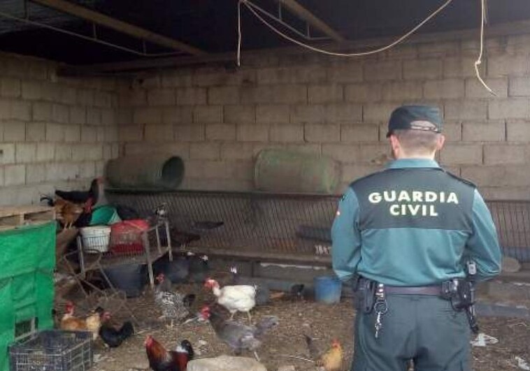 Un detenido en Albacete por cargarse al perro de su vecino cuando estaba matando a sus gallinas