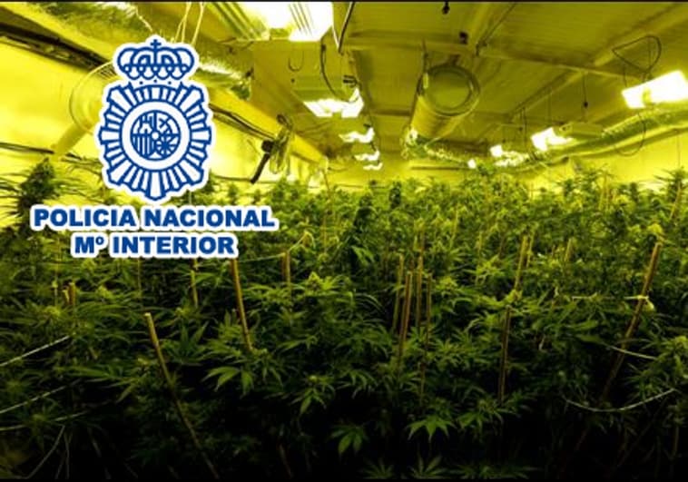 Sensores de movimiento, cámaras y uniformes de policía: el «búnker» de la marihuana en Elda