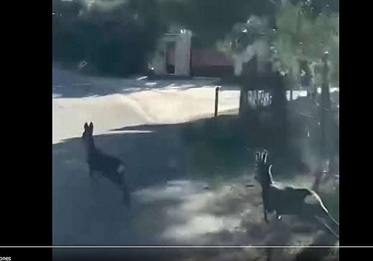 El increíble vídeo de una pareja de corzos correteando por los Cigarrales de Toledo