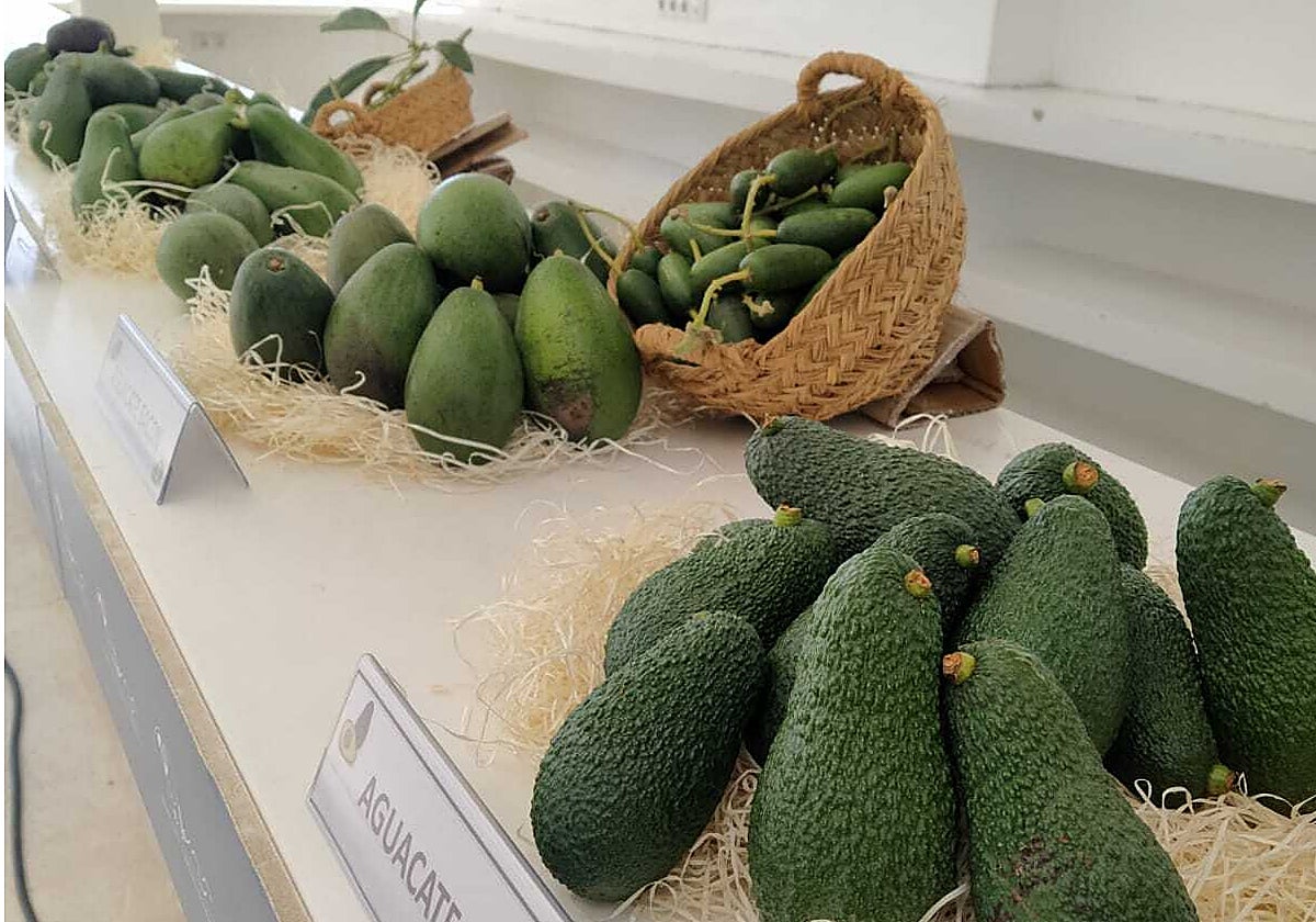 El superalimento valenciano que ya se puede comer todo el año