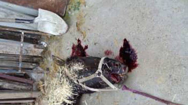 Imagen de otro de los caballos hallados muertos en la finca de la Campiña