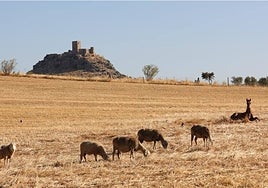 La nueva PAC trae menos ayudas y más burocracia a los ganaderos de Córdoba