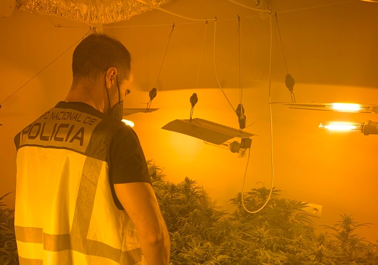 Ocho detenidos y dos plantaciones de marihuana desmanteladas en una operación antidroga en Valencia
