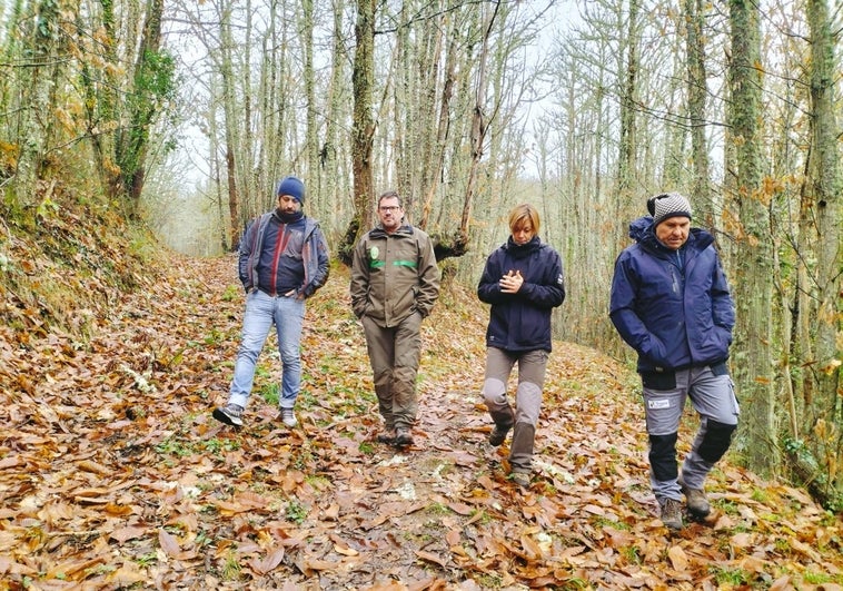 Técnicos de la Junta evalúan la evolución del chancro en el castañar centenario de Villar de los Barrios (Ponferrada)