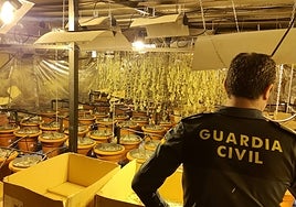 (En video) Desmantelan en Lucena una plantación de marihuana en una nave que se mantenía con un enganche ilegal a la luz