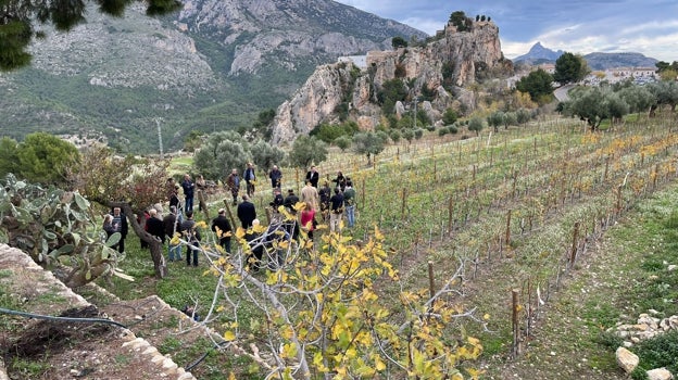 La viticultura vuelve a Guadalest un siglo después con un plan de recuperación que creará 70 empleos