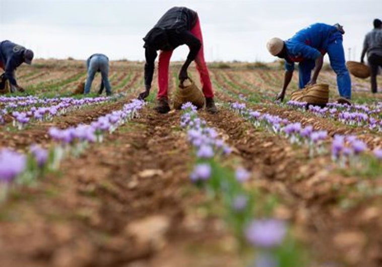 La cosecha de la DOP Azafrán de La Mancha de 2022 finaliza con 462,15 kilogramos recolectados