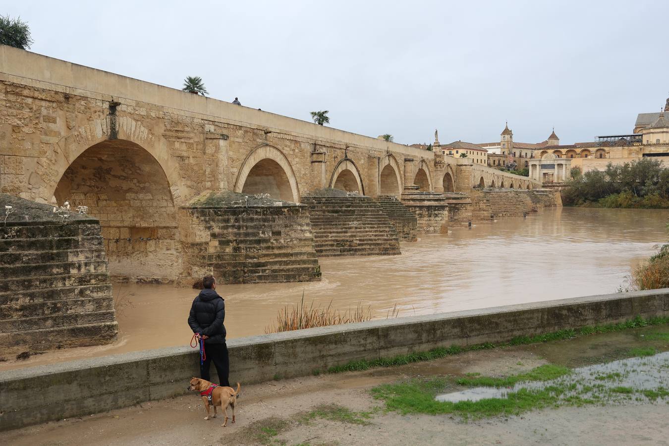 En imágenes, el Guadalquivir recupera el caudal a su paso por Córdoba