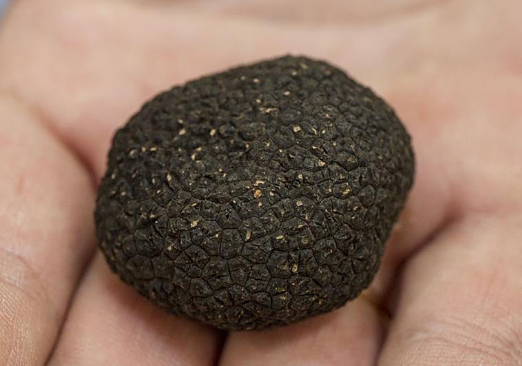 Feria de la Trufa de la Comunidad Valenciana: fechas, ubicación y horarios