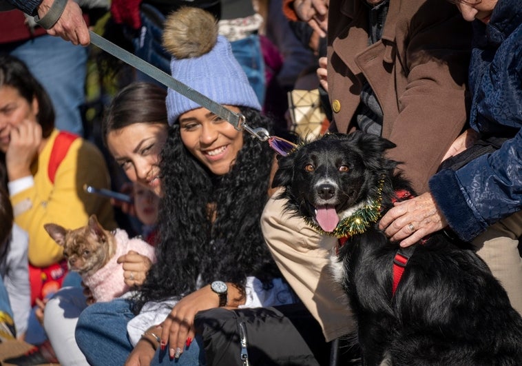 El desfile de perros abandonados de AUPA y Fundación Bioparc se vive con emoción y finales felices