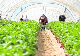 El campo andaluz, blanco de otra campaña que lo difama con dinero público