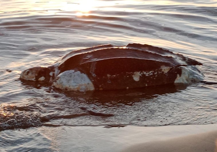 Encuentran muerta una tortuga de la especie más grande del mundo en una playa de Castellón