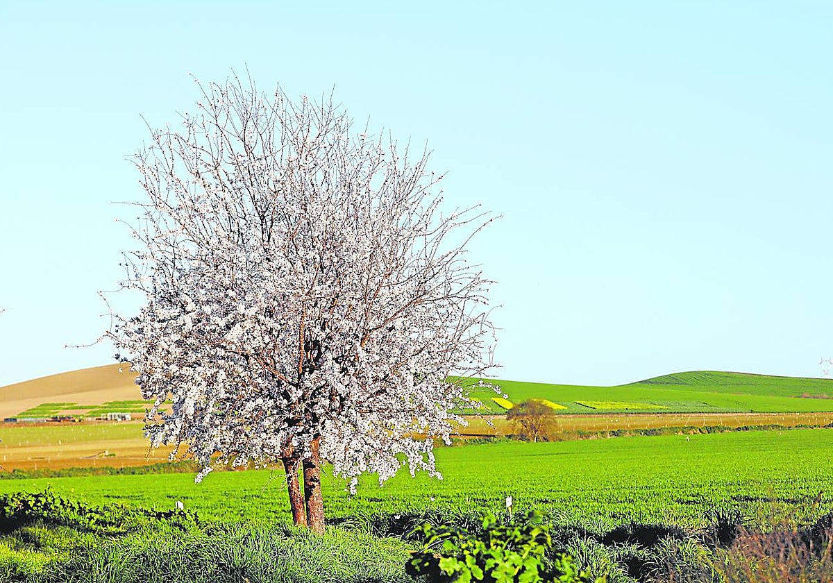 Un almendro, uno de los árboles más vistosos y cuya floración es de las primeras de la temporada