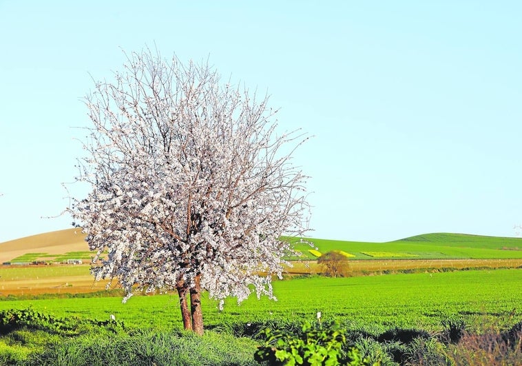 Otoño, una segunda primavera para los frutales españoles