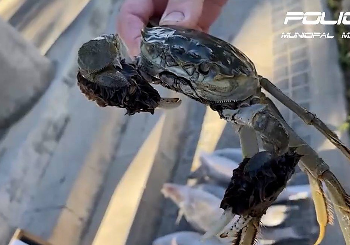 Horror en restaurantes chinos: la Policía decomisa cangrejos infecciosos en peceras turbias y percas invasoras