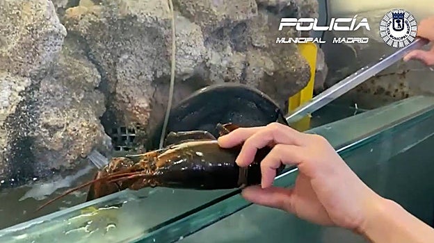 Una langosta en uno de los acuarios inspeccionados