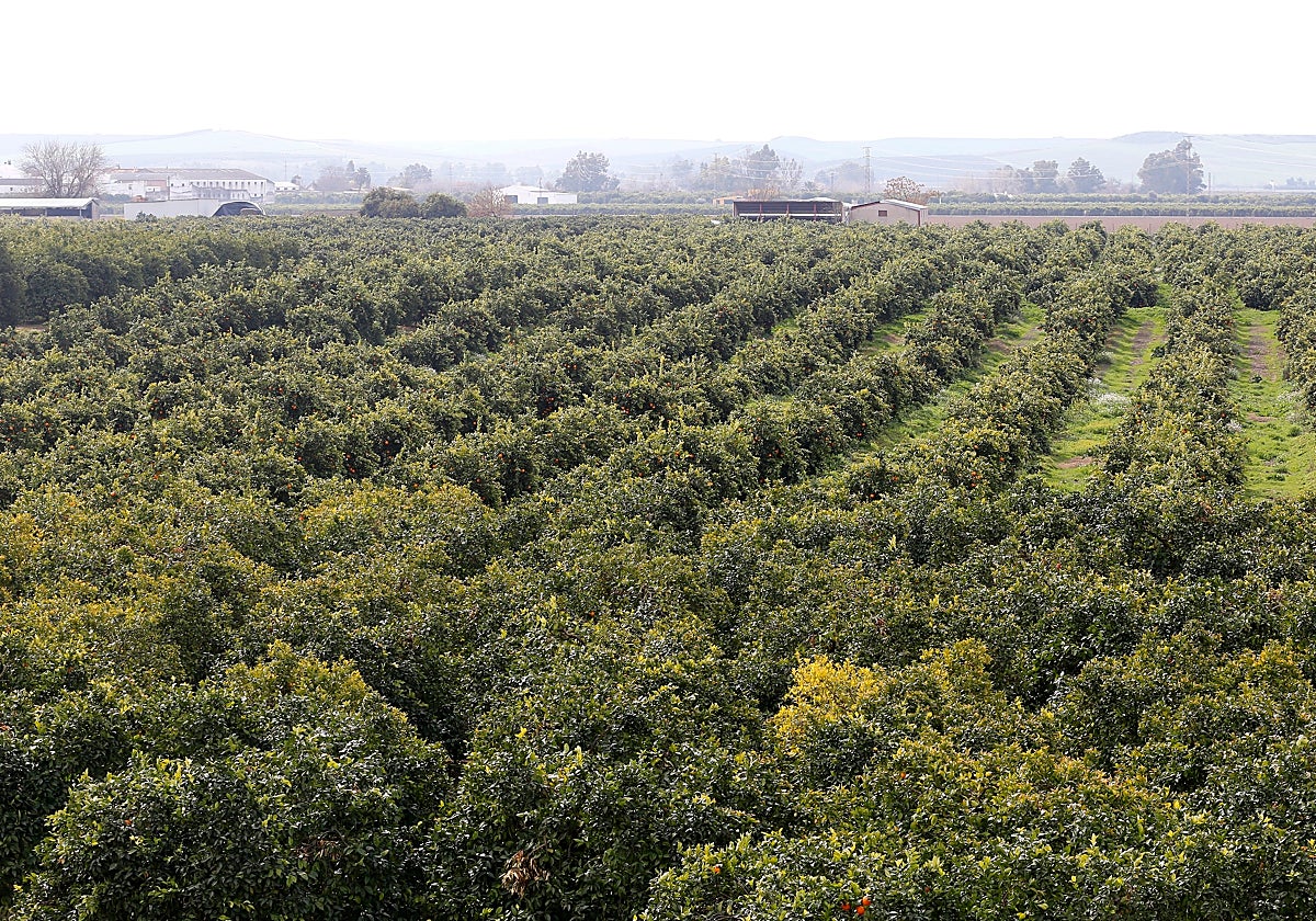 Finca de cítricos en la Vega del Guadalquivir en Córdoba
