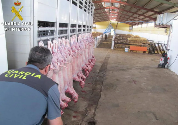 Desarticulan un matadero ilegal de ovejas con carne preparada para el consumo sin sello sanitario en Valencia