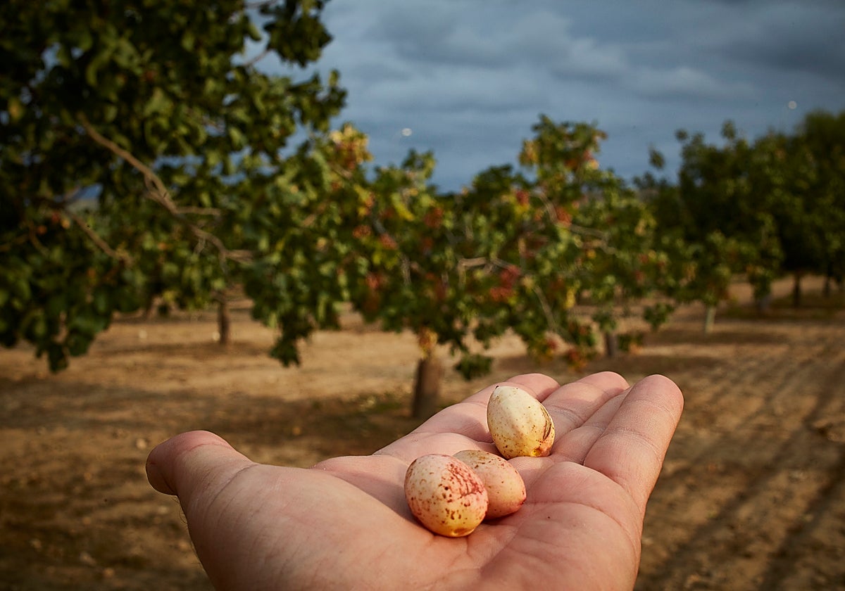 Frutos del pistacho en una plantación