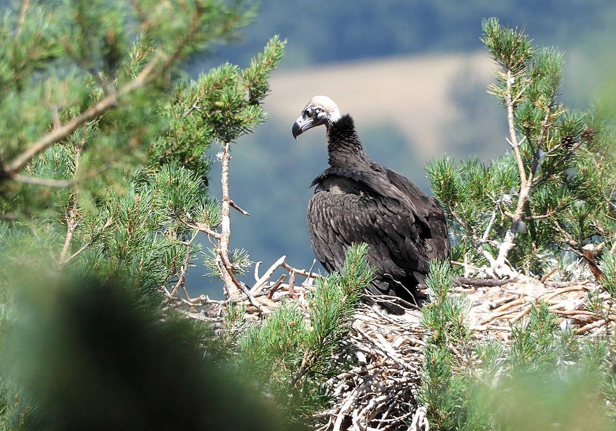 Buitre negro nacido en la Sierra de la Demanda en 2021, en su nido de Tolbaños de Arriba (Burgos)