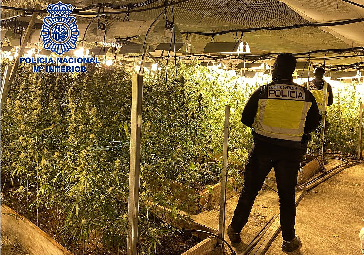 Imagen de una de las plantaciones 'indoor' desmanteladas en Lucena