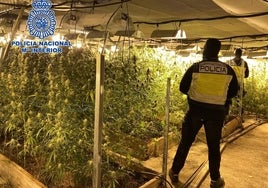 Golpe policial al tráfico de drogas en Lucena, con la incautación de 500 kilos de marihuana