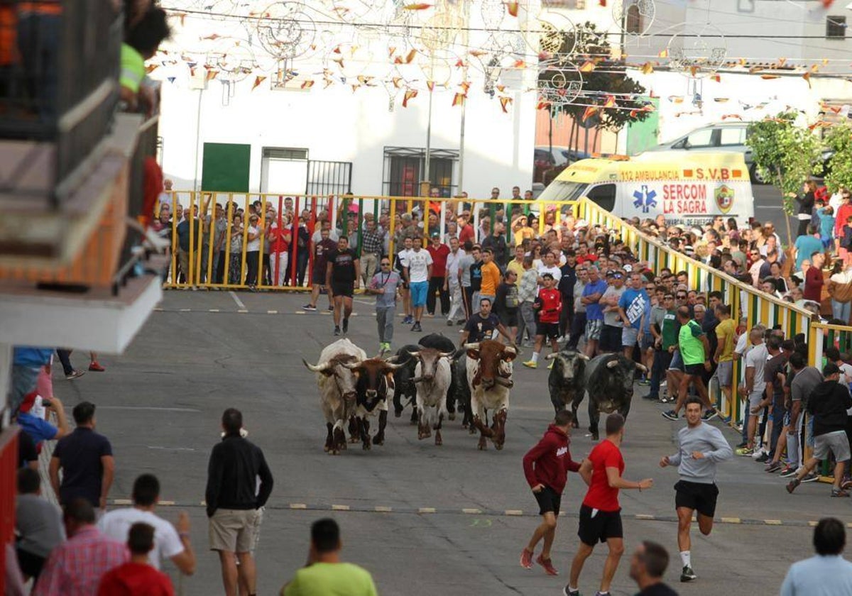 Uno de los tradicionales encierros de Villaseca de la Sagra, donde hay gran afición