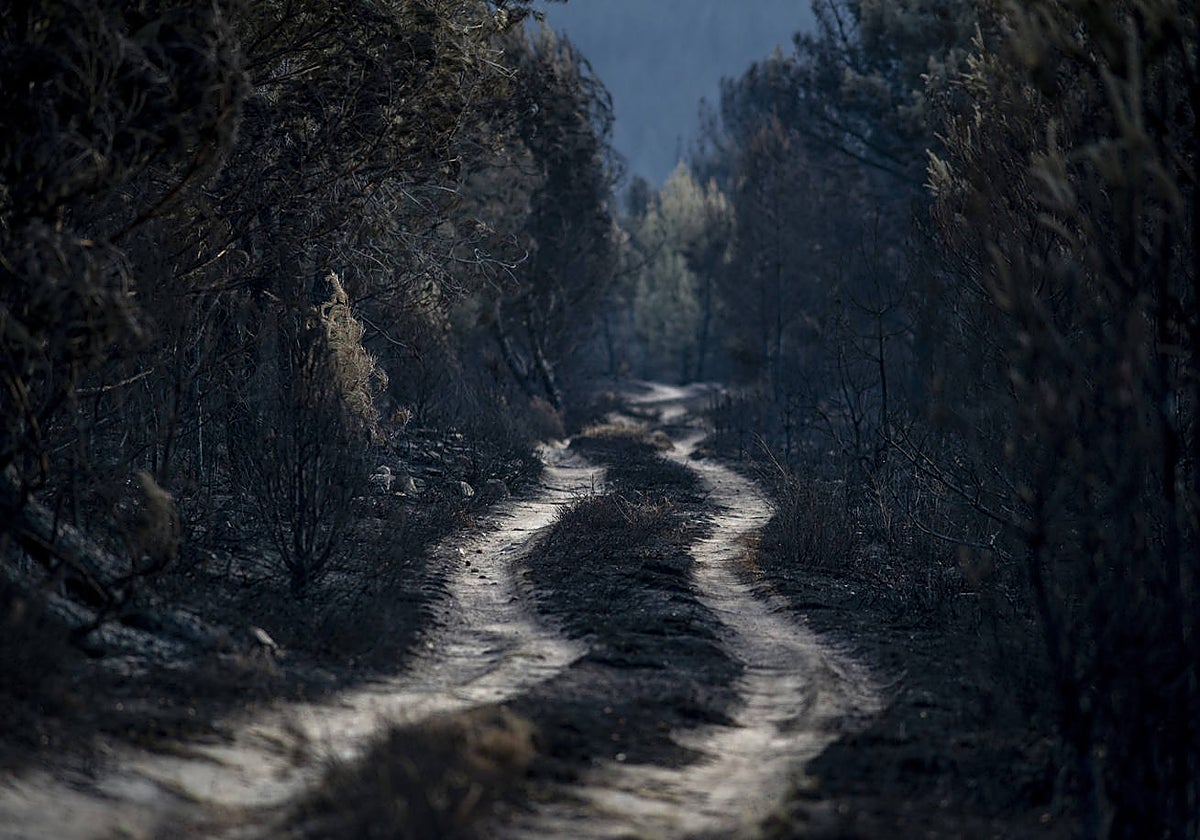 Zona calcinada por el incendio de la Sierra de la Culebra, justo después de las llamas