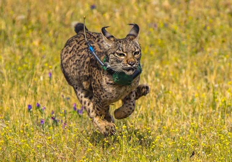 El lince ibérico, especie en extinción, volverá a Madrid en las zonas centro y suroeste tras décadas desaparecido de la región