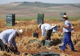 Los cambios de los contratos fijos discontinuos causan estragos en el campo de Córdoba