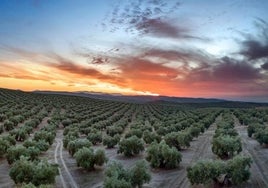 El campo pone en jaque con su rechazo la declaración del olivar como Patrimonio Mundial de la Unesco