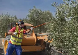 La peor cosecha de olivar del siglo dejará 1.500 millones menos en Jaén