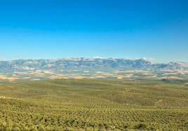 La candidatura del olivar que desplazó a Itálica ante la Unesco para ser Patrimonio de la Humanidad tira la toalla