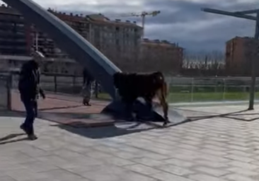 Una vaca se escapa de un matadero y siembra el pánico en las calles de Balaguer, Lérida