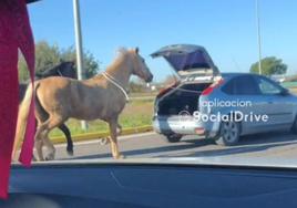 Un conductor circula en Córdoba con el maletero abierto arrastrando dos caballos atados, le graban y acaba multado